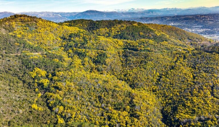 Forêt communale de Mandelieu. ©Mandelieu-tourisme