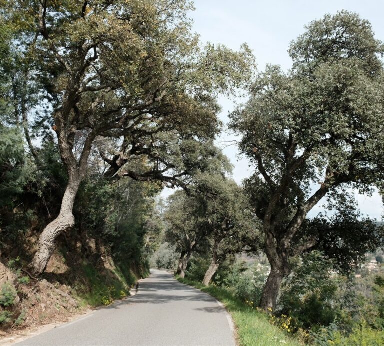 Route étroite bordée de chênes-lièges en alignement.