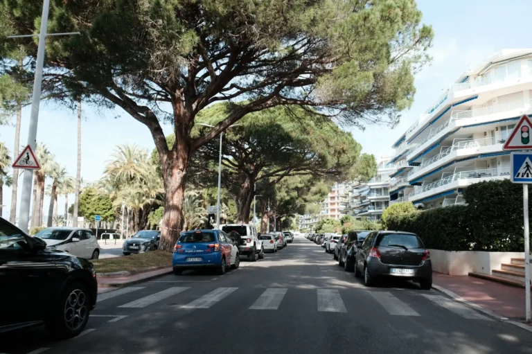 Silhouettes remarquables des pins sur le boulevard de la Croisette.