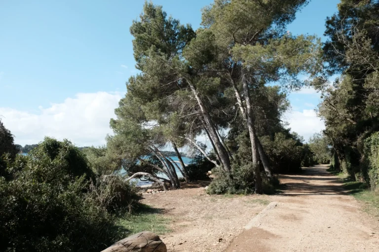 Chemins sur l’île Sainte-Marguerite.