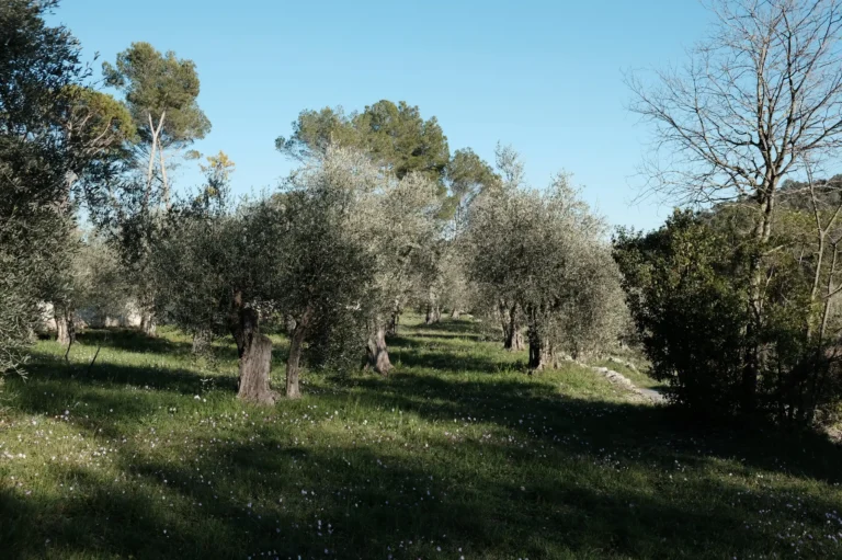 Restanque d’oliviers dans les pentes de Peymeinade.